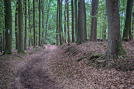 Spessart 2023 (1v9)_t.jpg